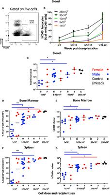 Development of LT-HSC-Reconstituted Non-Irradiated NBSGW Mice for the Study of Human Hematopoiesis In Vivo